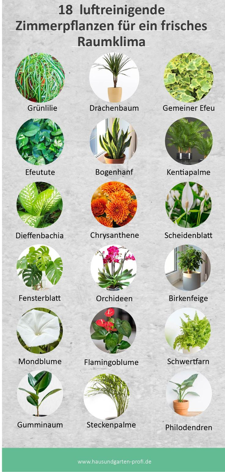 Pin Auf Infografiken: Alles Rund Um Haus Und Garten! with Schlafzimmer Luftreinigende Pflanzen